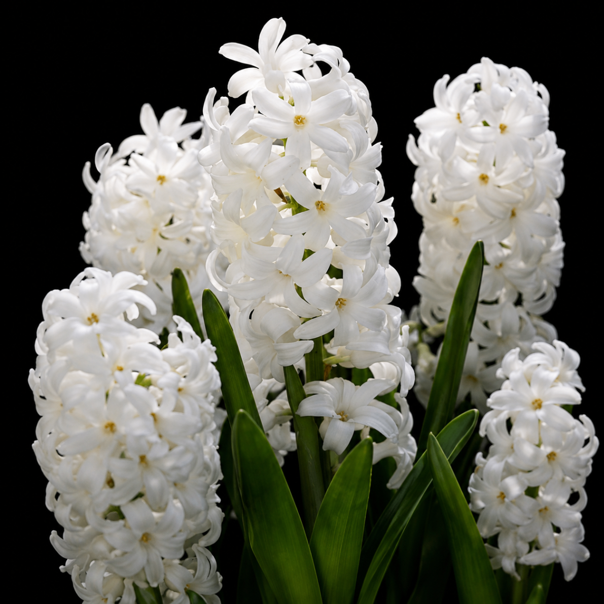 Hiacinte 'Carnegie'