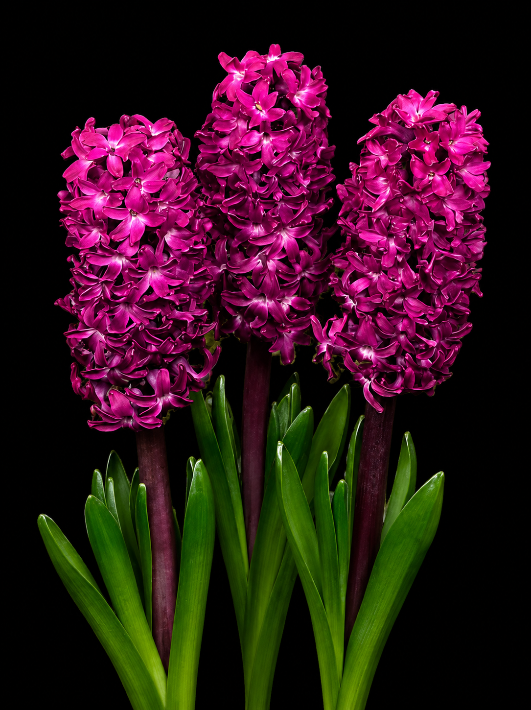 Hyacinthus Woodstock hiacinšu sīpoli