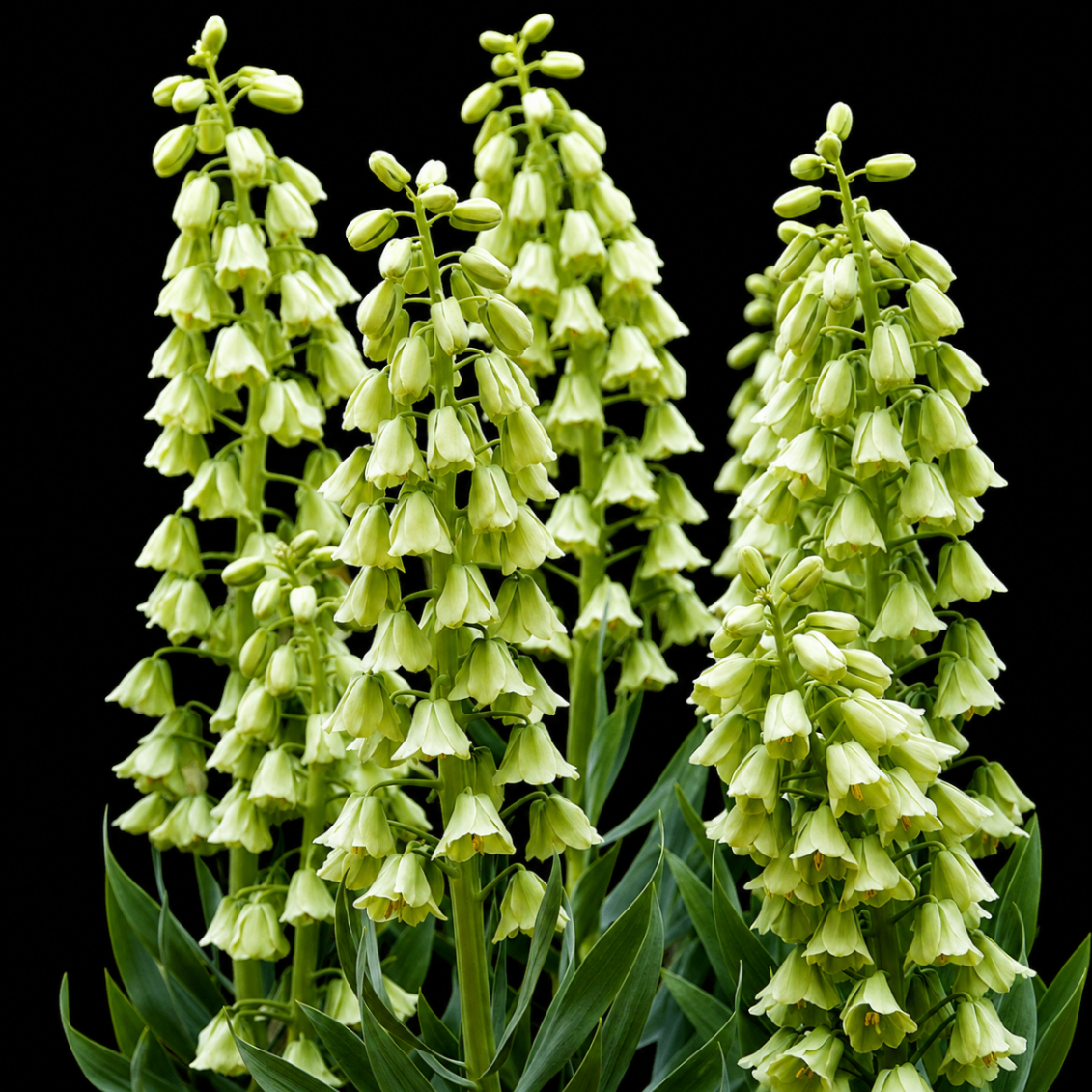 Fritillaria persica 'Alba'
