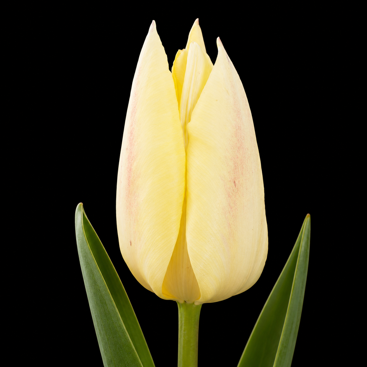 Yellow Surprise — Triumfa tulpju sīpols ziedēšanā