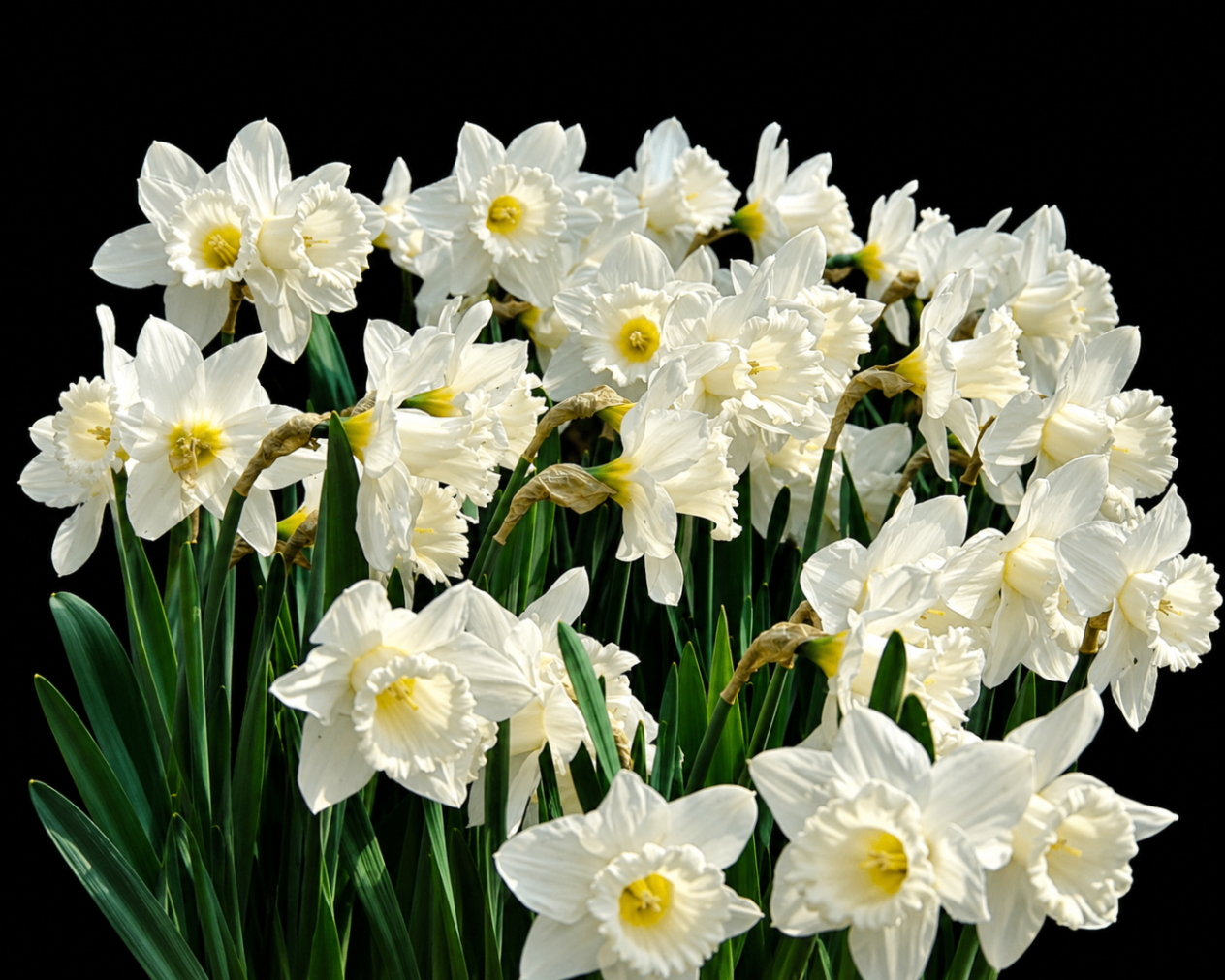 Narcissus 'Mount Hood'