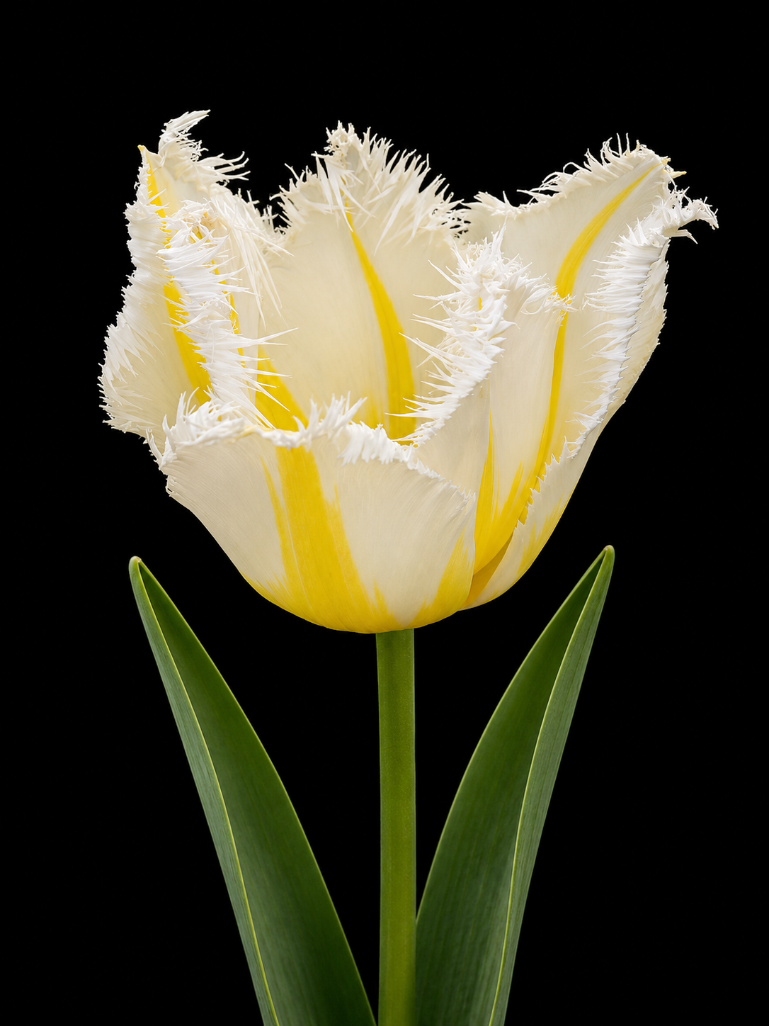 Lemon Beauty — Bārkstainā tulpju sīpols ziedēšanā