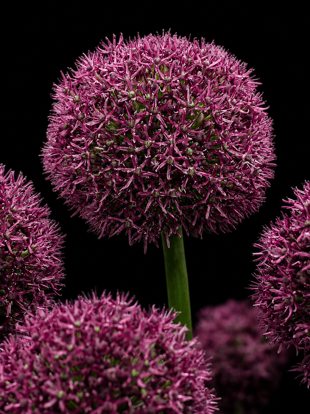 Allium Ostara dekoratīvā loka sīpoli