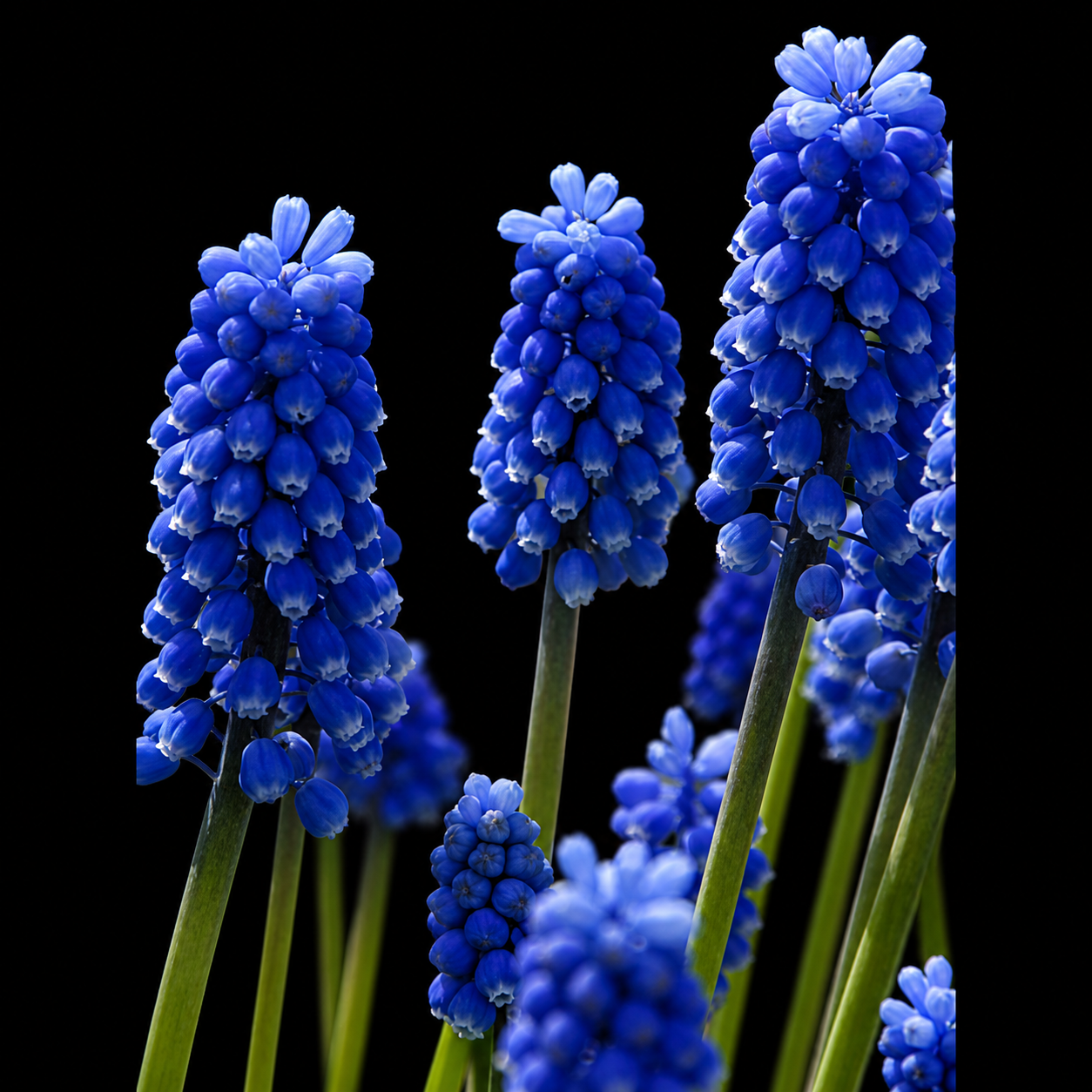 Muscari armeniacum 'Blue Magic'