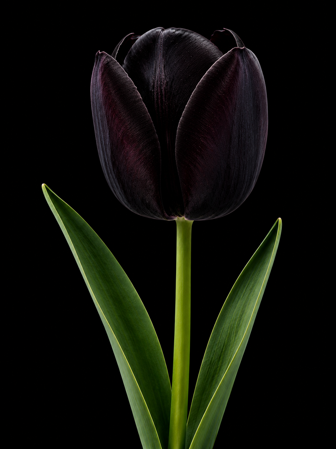 Queen of Night — Vienkāršā vēlā tulpju sīpols ziedēšanā