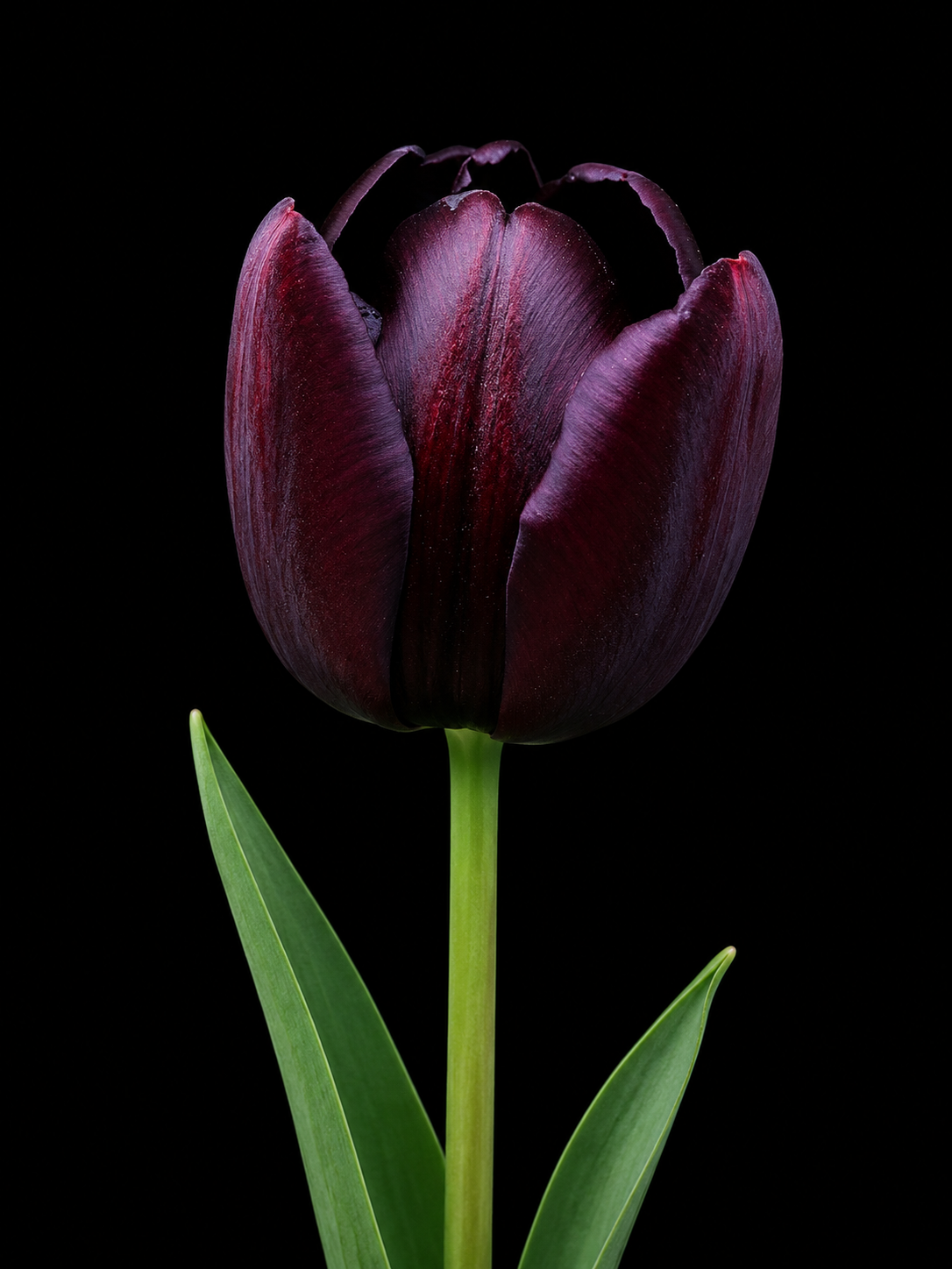 Queen of Night — Vienkāršā vēlā tulpju sīpols ziedēšanā