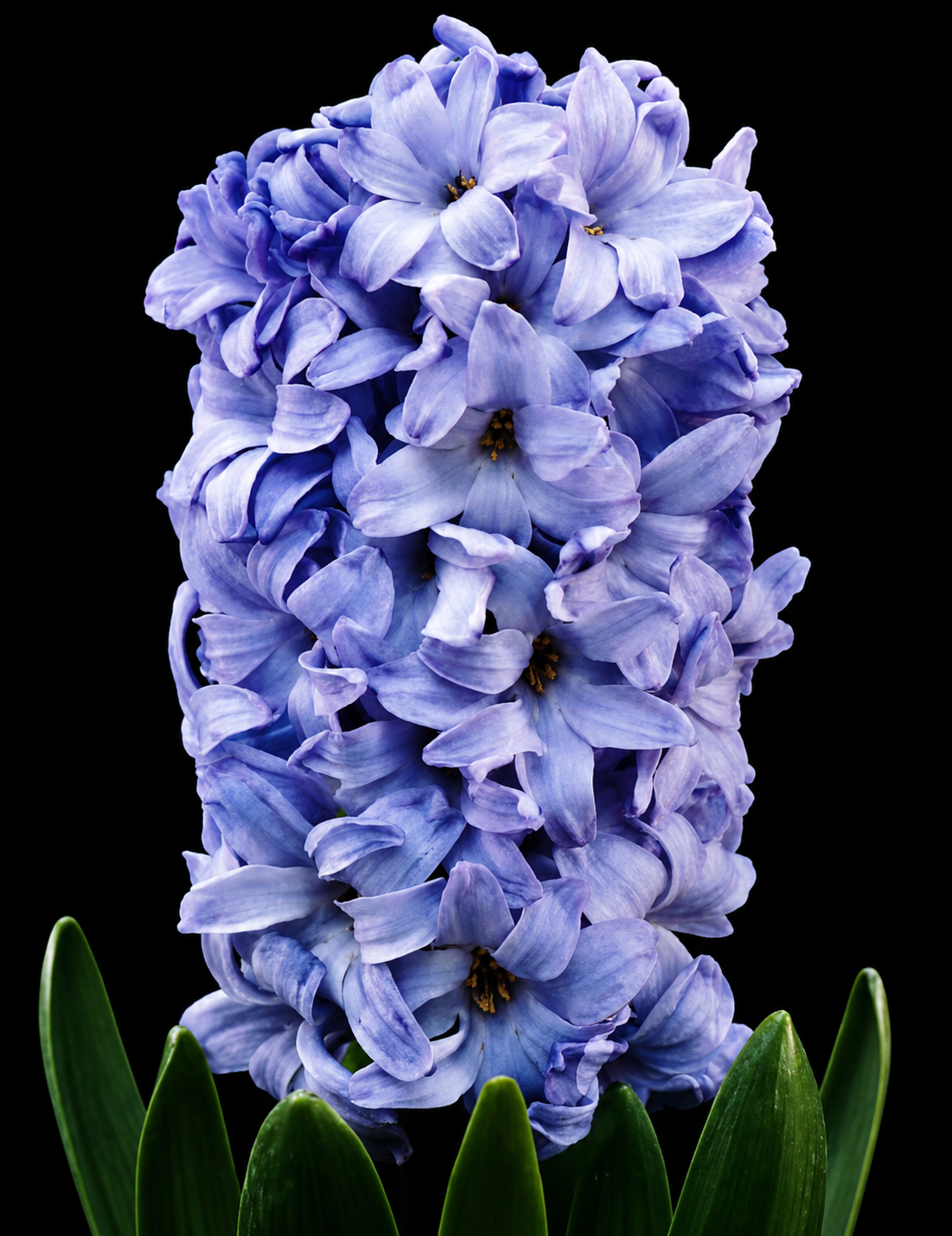Hyacinthus Delft Blue hiacinšu sīpoli