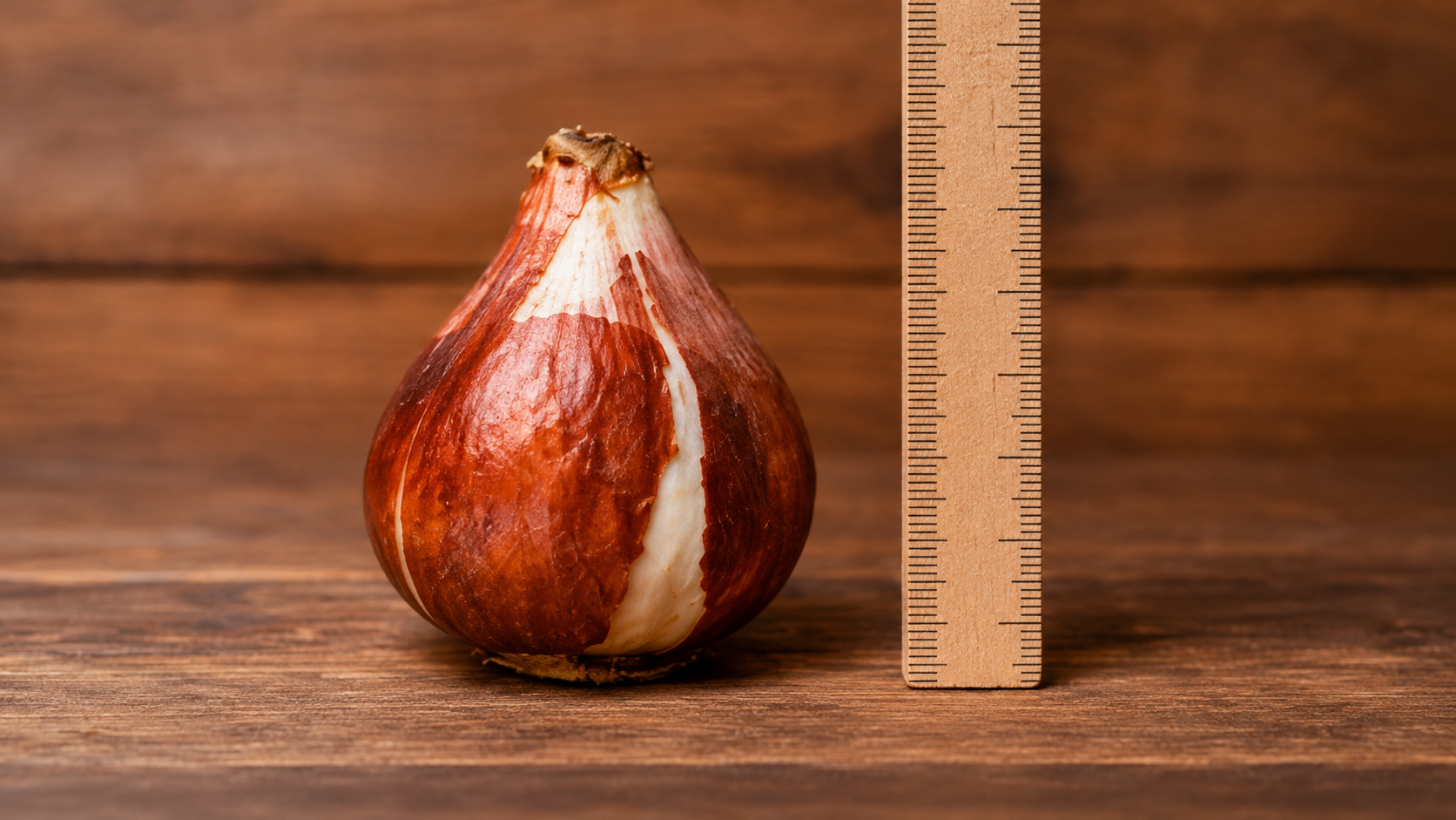 Liels 11 plus centimetru tulpes sīpols ziedēšanai