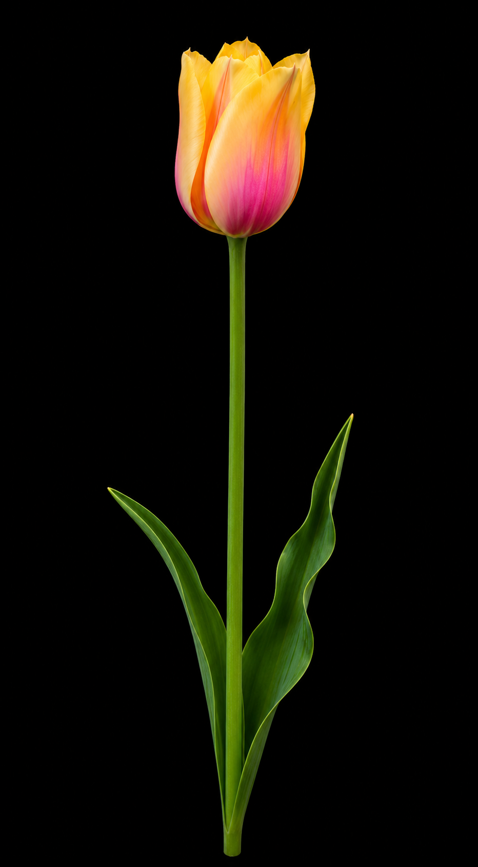 Blushing Lady — Vienkāršā vēlā tulpju sīpols ziedēšanā