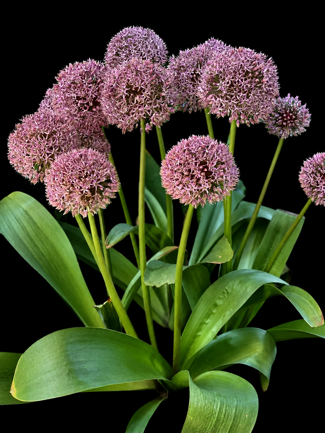 Allium Lucky Balloons dekoratīvā loka sīpoli
