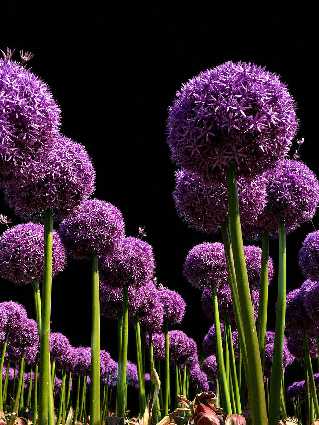 Allium Globemaster dekoratīvā loka sīpoli