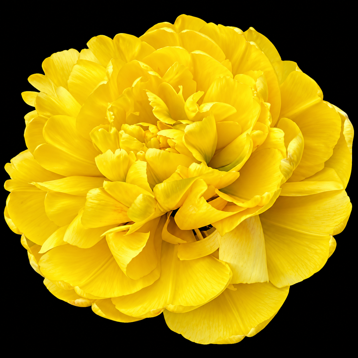 Yellow Pomponette — Pildītā vēlā tulpju sīpols ziedēšanā
