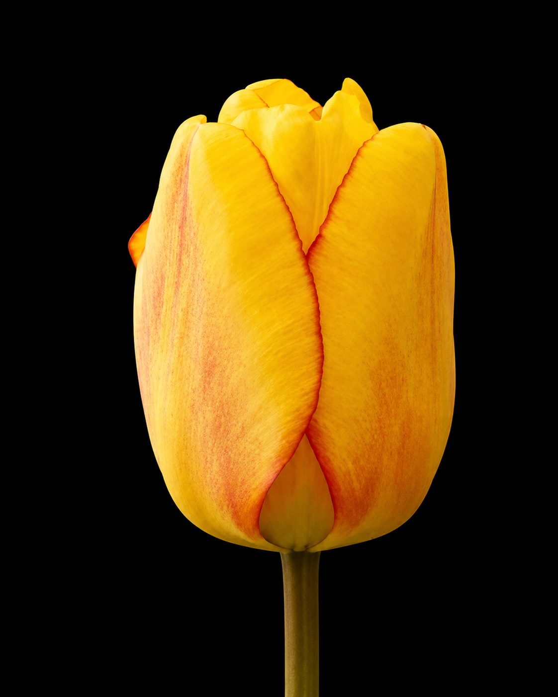 Blushing Apeldoorn — Darvina hibrīds tulpju sīpols ziedēšanā