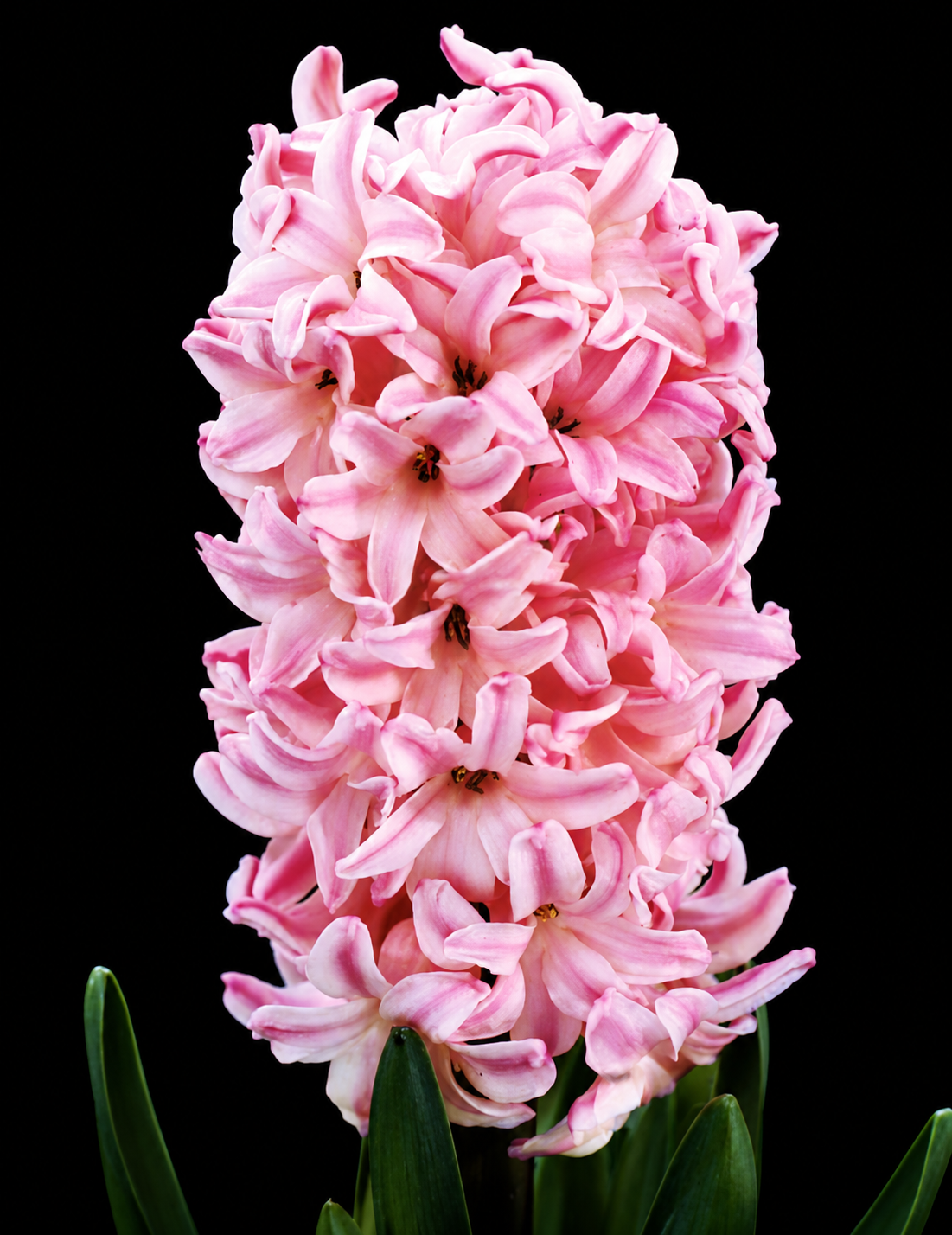 Hyacinthus Fondant hiacinšu sīpoli