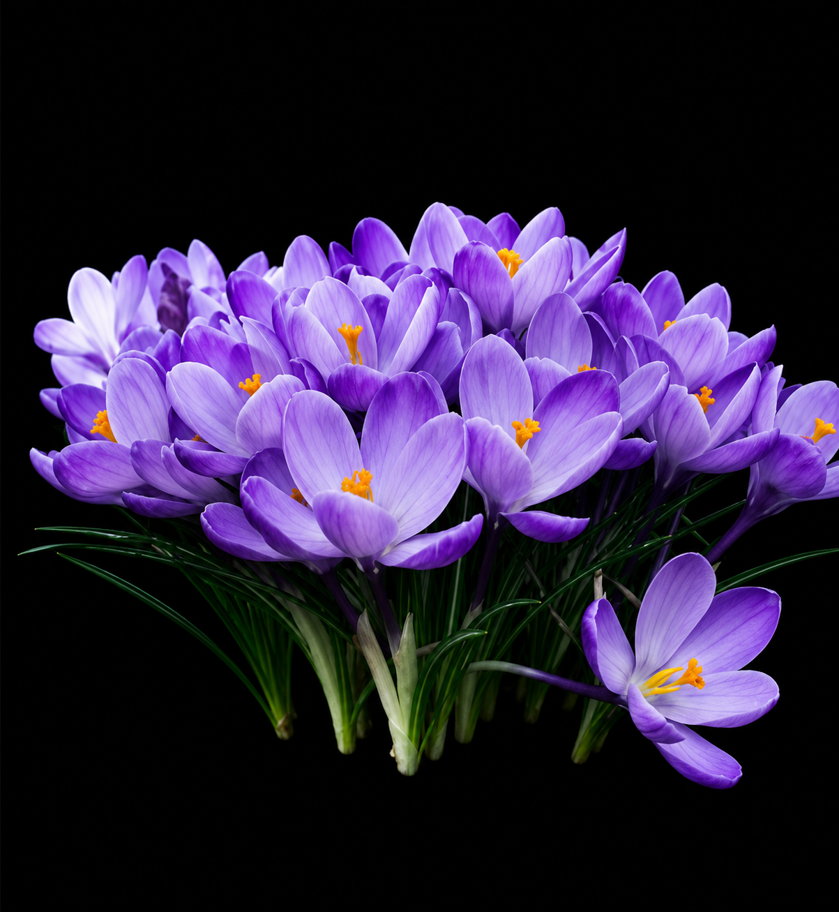Crocus Grand Maitre krokusu sīpoli