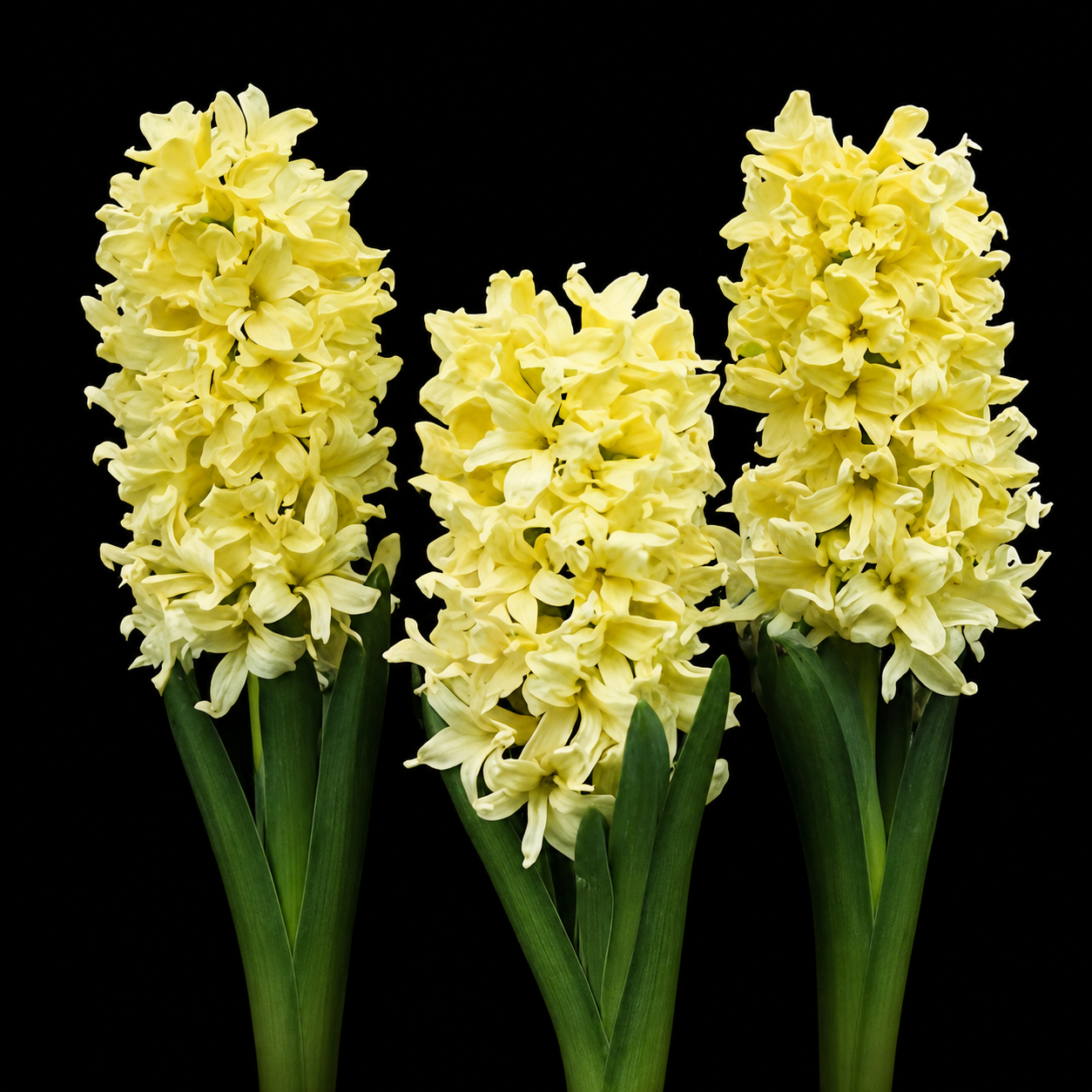 Hyacinthus Yellow Queen hiacinšu sīpoli