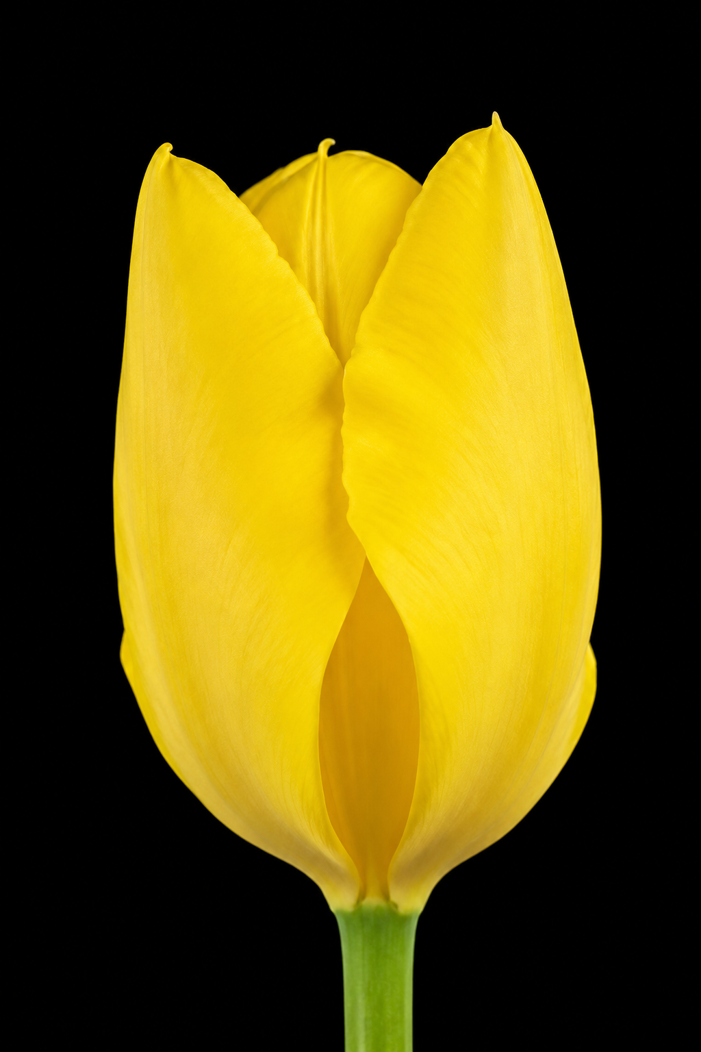 Golden Purissima — Fosteriana tulpju sīpols ziedēšanā