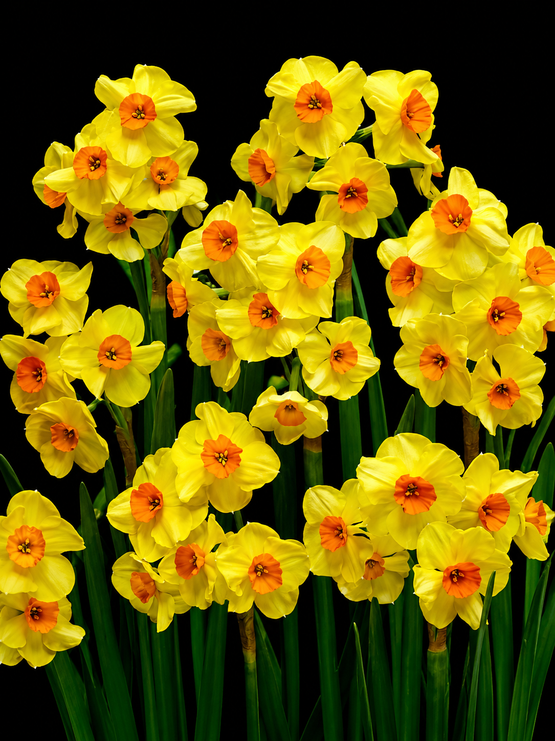 Narcissus Cornish Dawn narcišu sīpoli