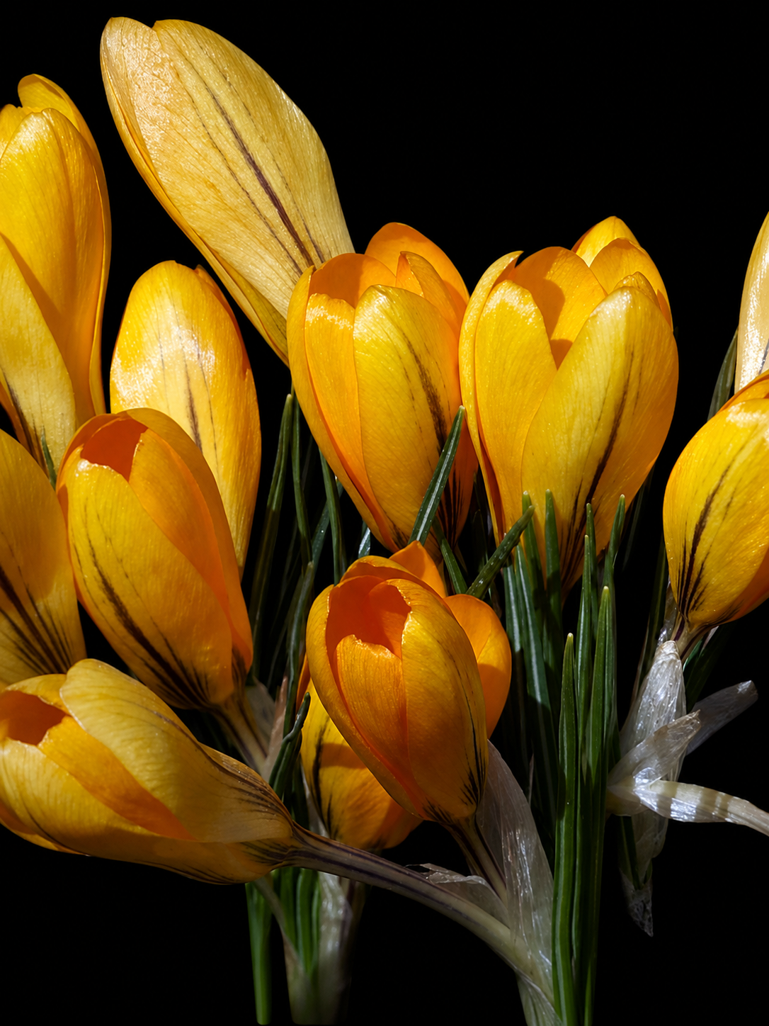 Crocus Vernus Golden Yellow krokusu sīpoli