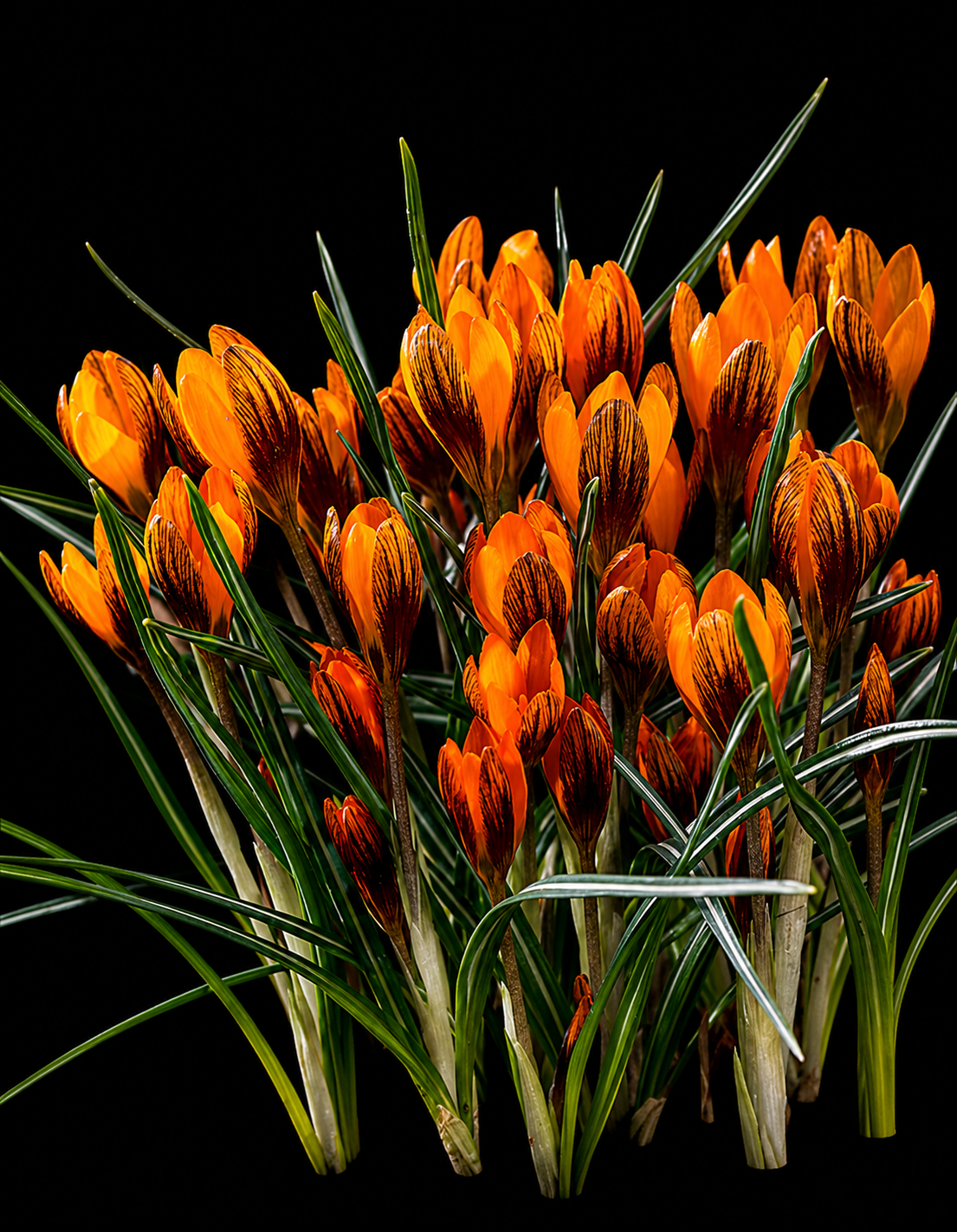 Crocus Orange Monarch krokusu sīpoli