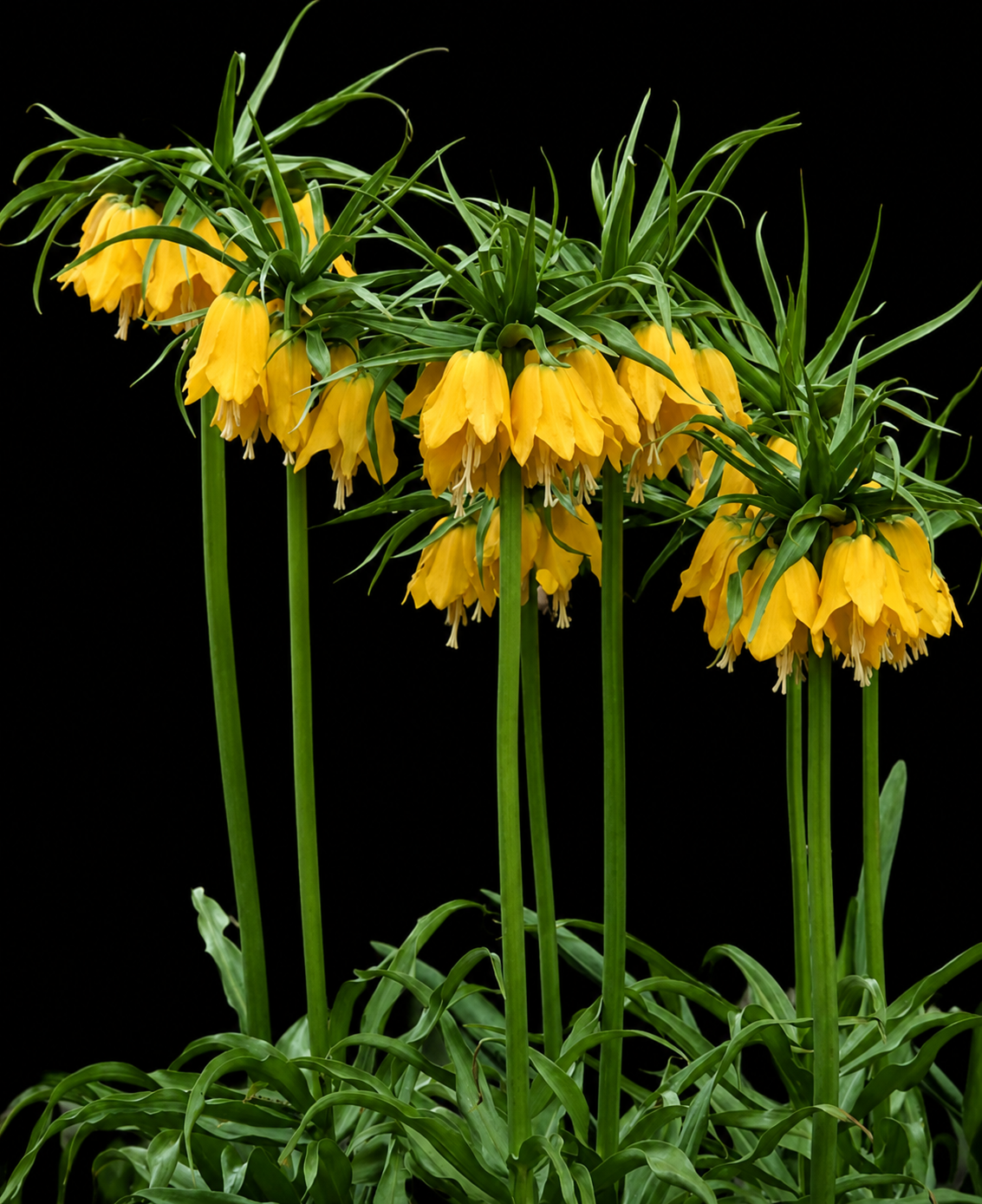 Fritillaria Imperialis Maxima Lutea fritilārijas sīpoli