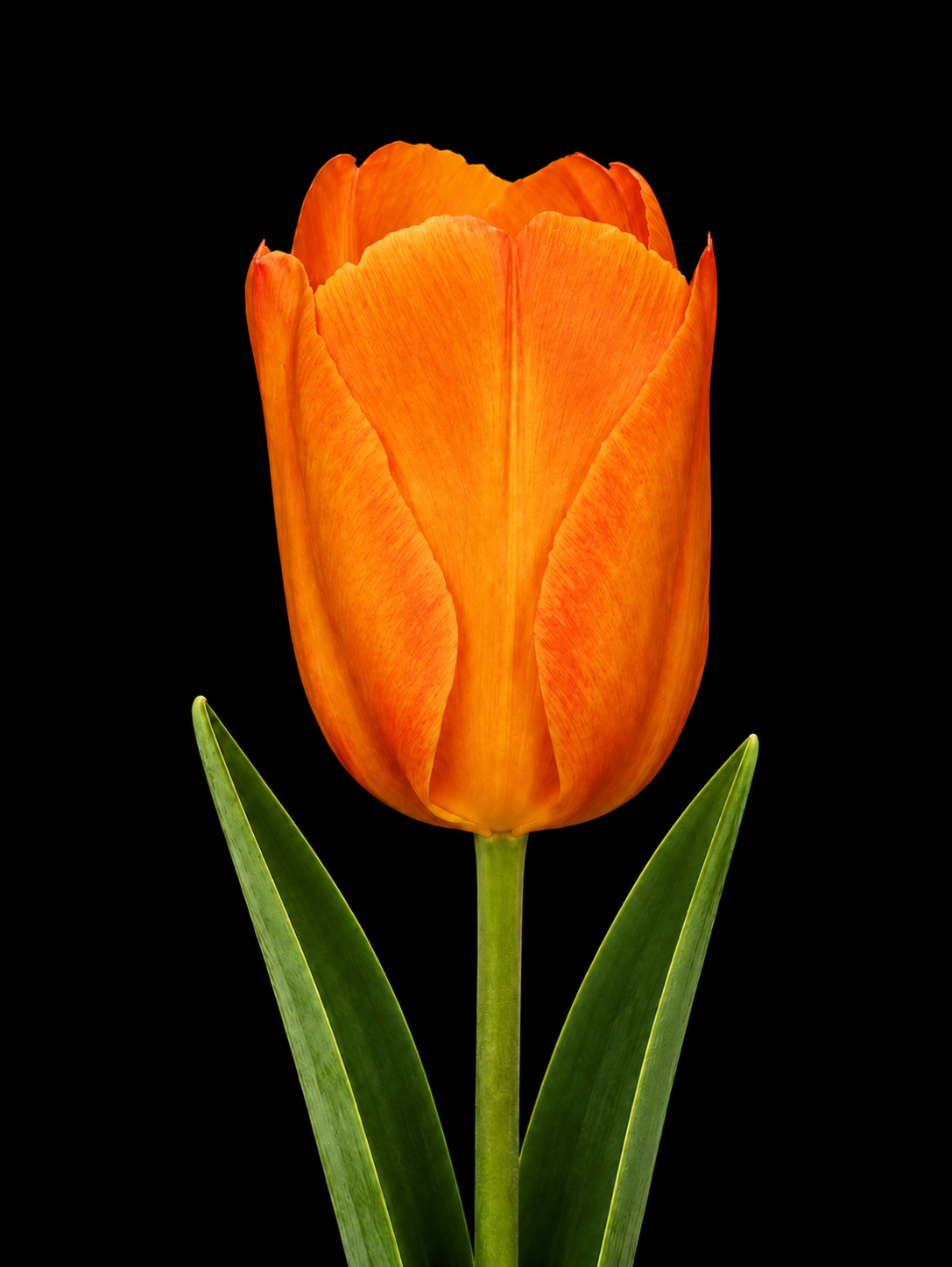 Orange van Eijk — Darvina hibrīds tulpju sīpols ziedēšanā