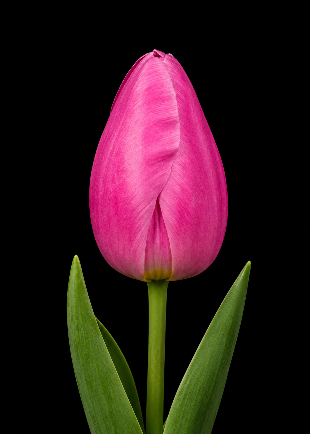 Jumbo Pink — Triumfa tulpju sīpols ziedēšanā