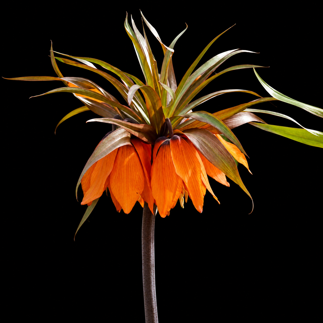 Fritillaria 'Sunset'
