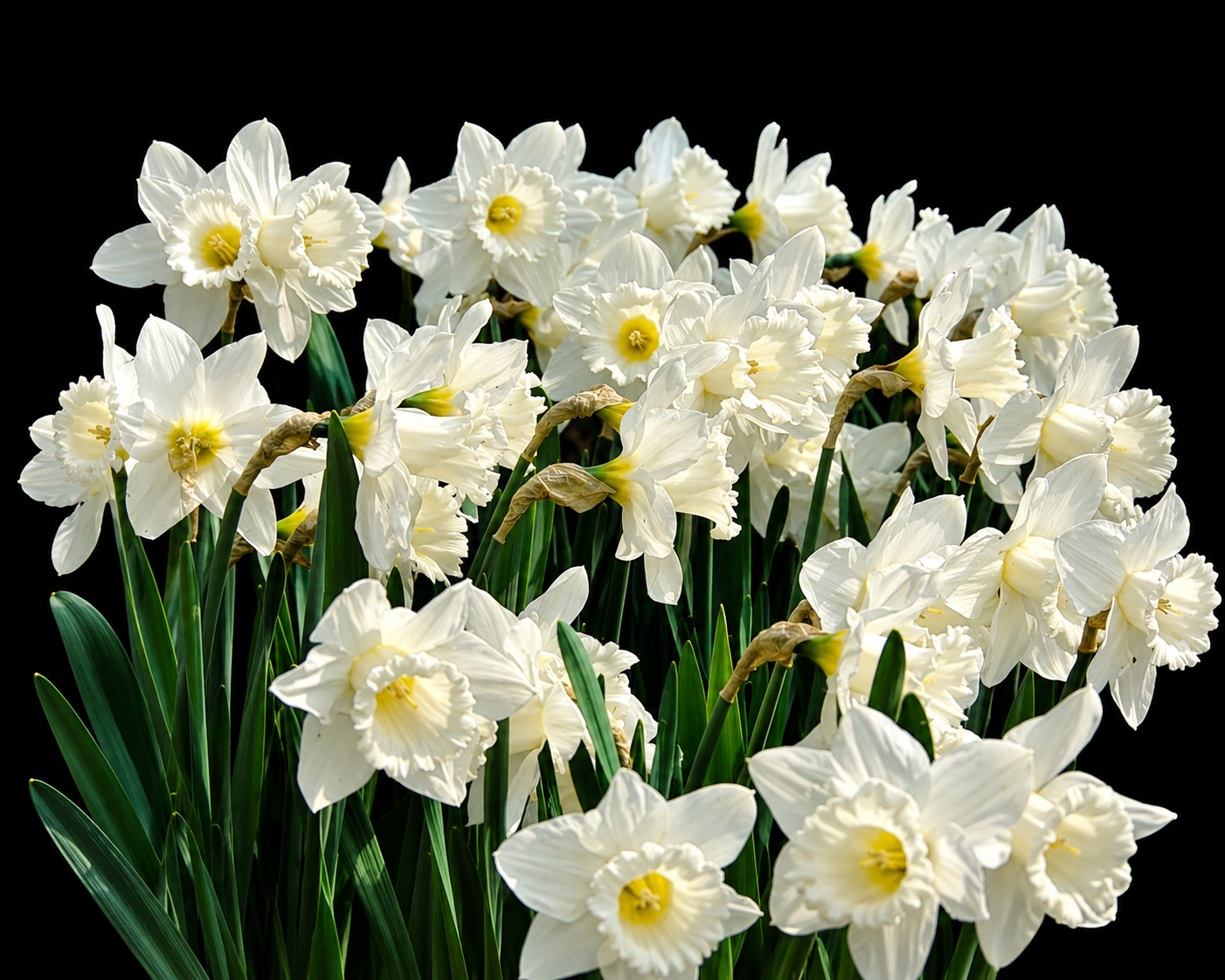 Narcissus Mount Hood narcišu sīpoli