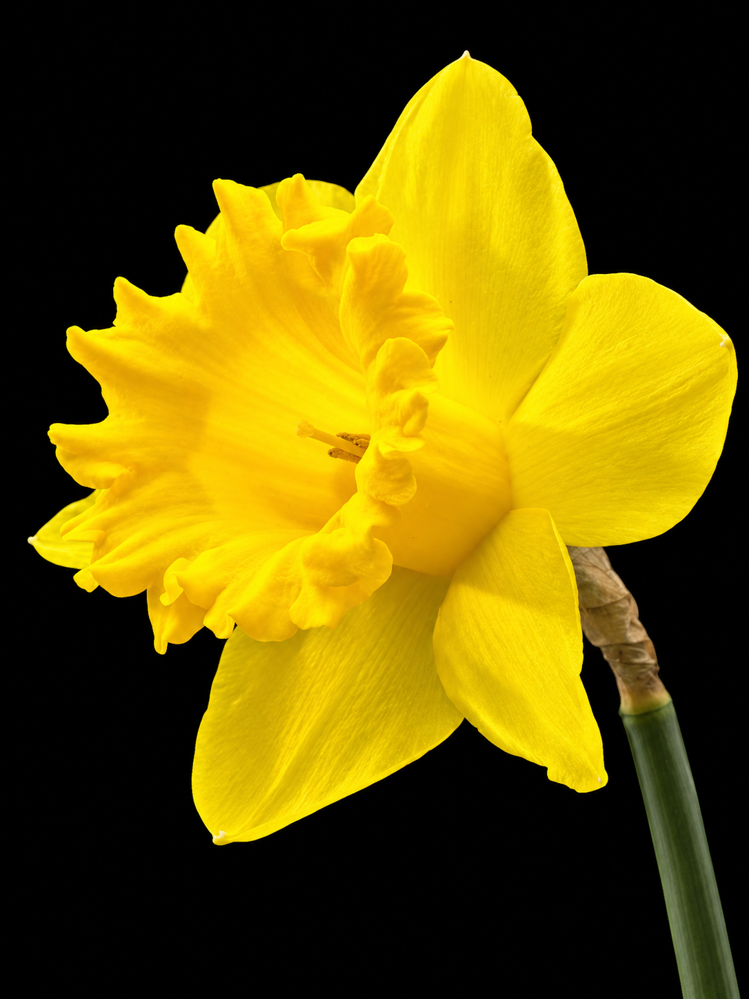 Narcissus Dutch Master narcišu sīpoli