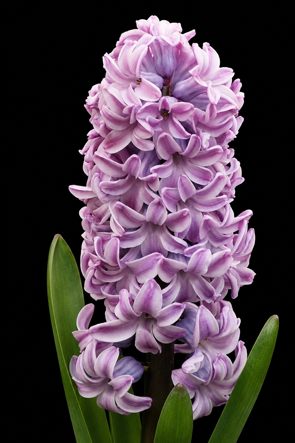 Hyacinthus Splendid Cornelia hiacinšu sīpoli