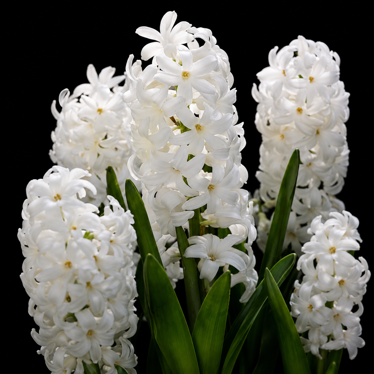 Hyacinthus Carnegie hiacinšu sīpoli