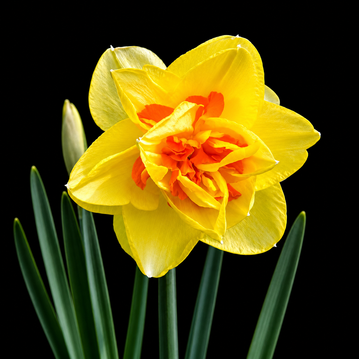 Narcissus Tahiti narcišu sīpoli