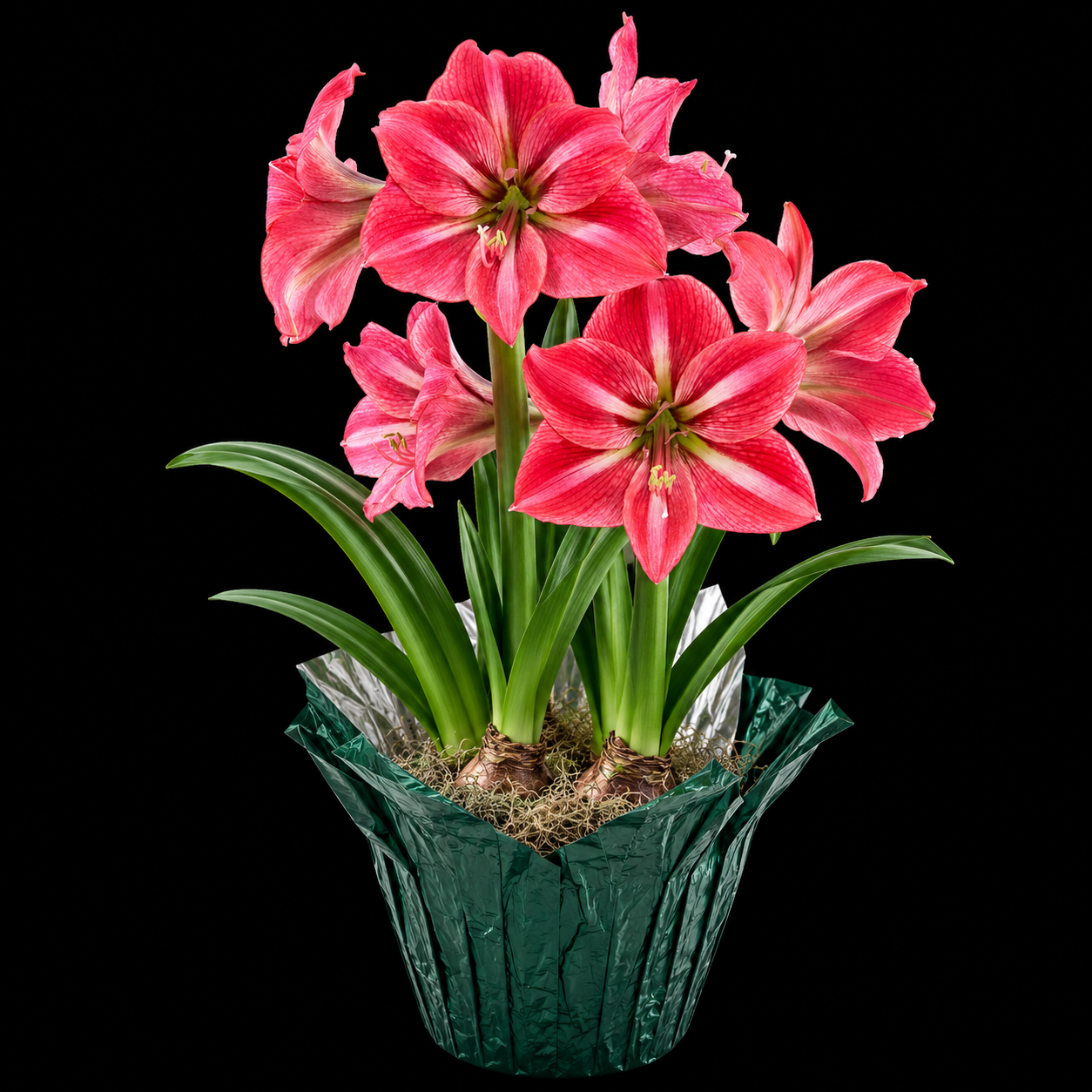 Hippeastrum ‘Candy Star’