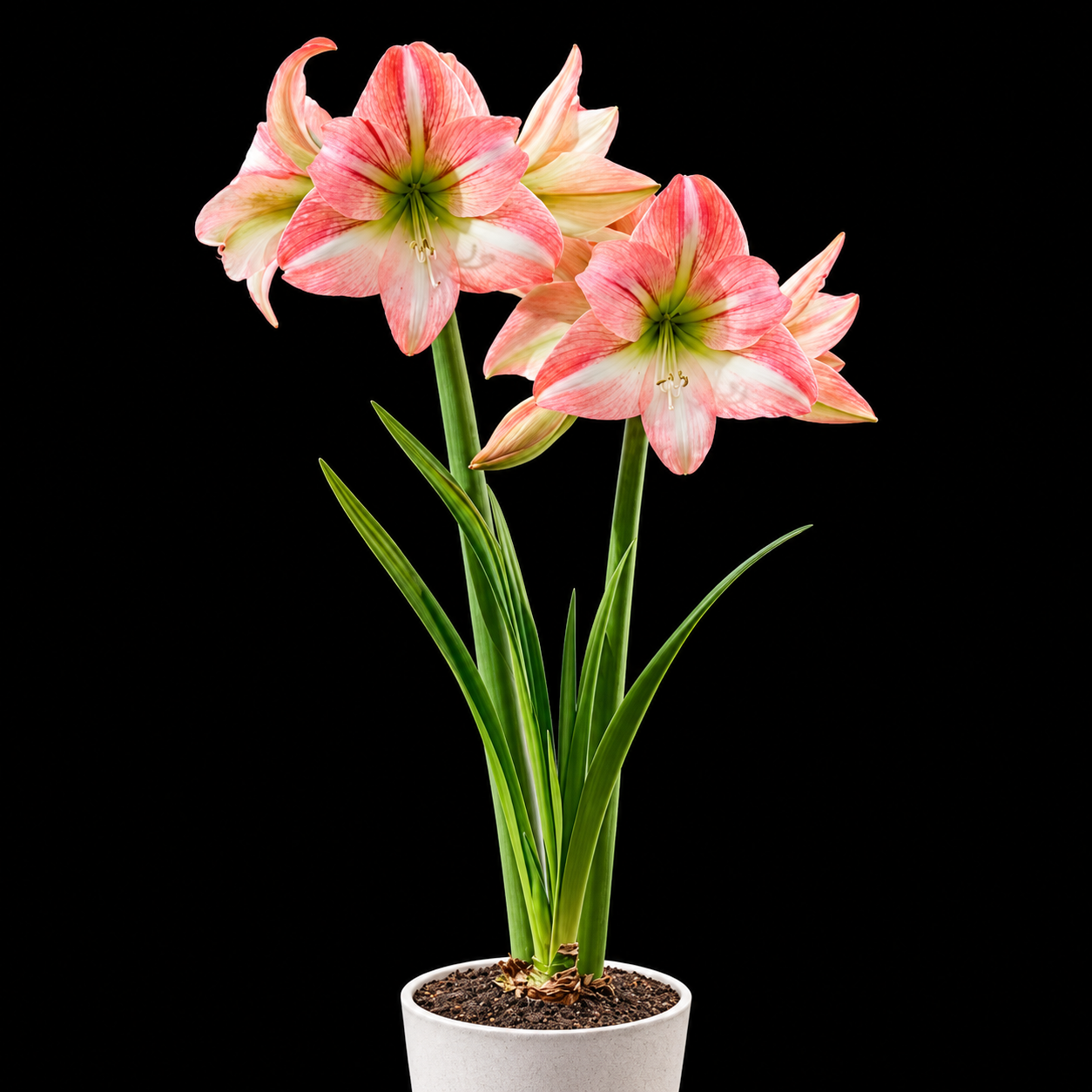 Hippeastrum ‘Fay’