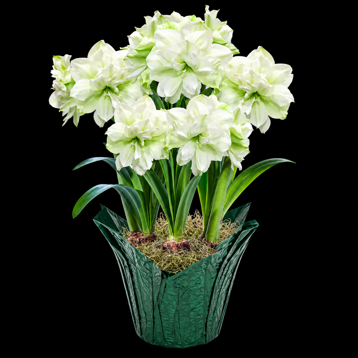 Hippeastrum ‘Marilyn’