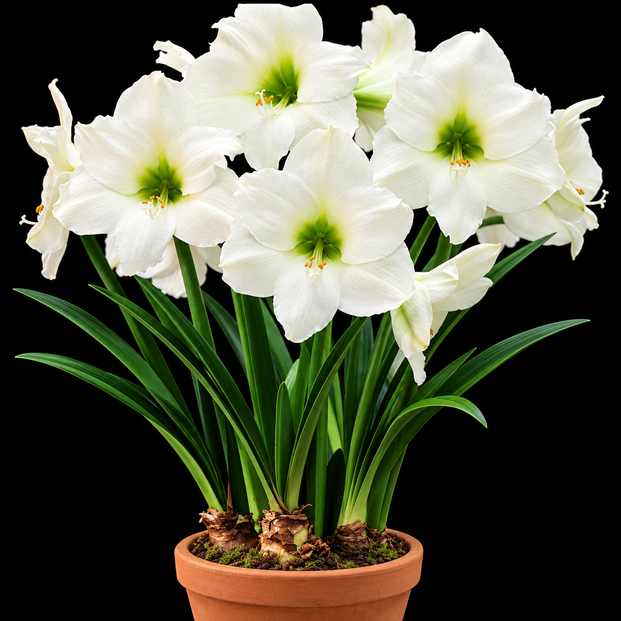 Hippeastrum ‘Mont Blanc’