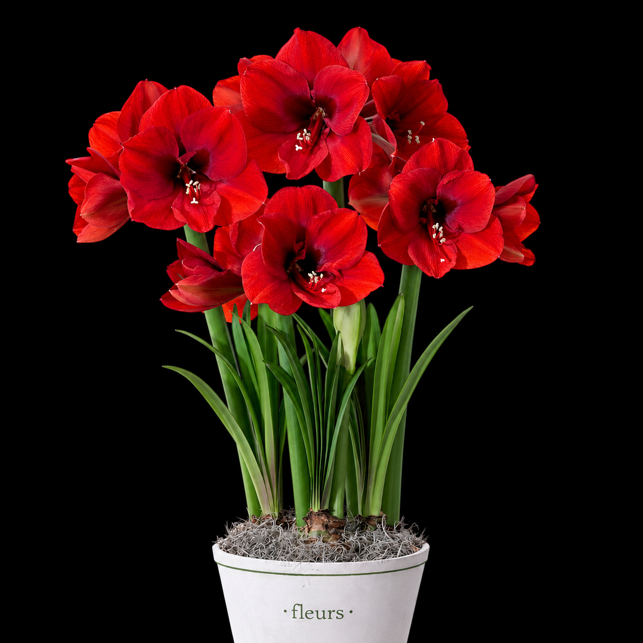 Hippeastrum ‘Red Lion’