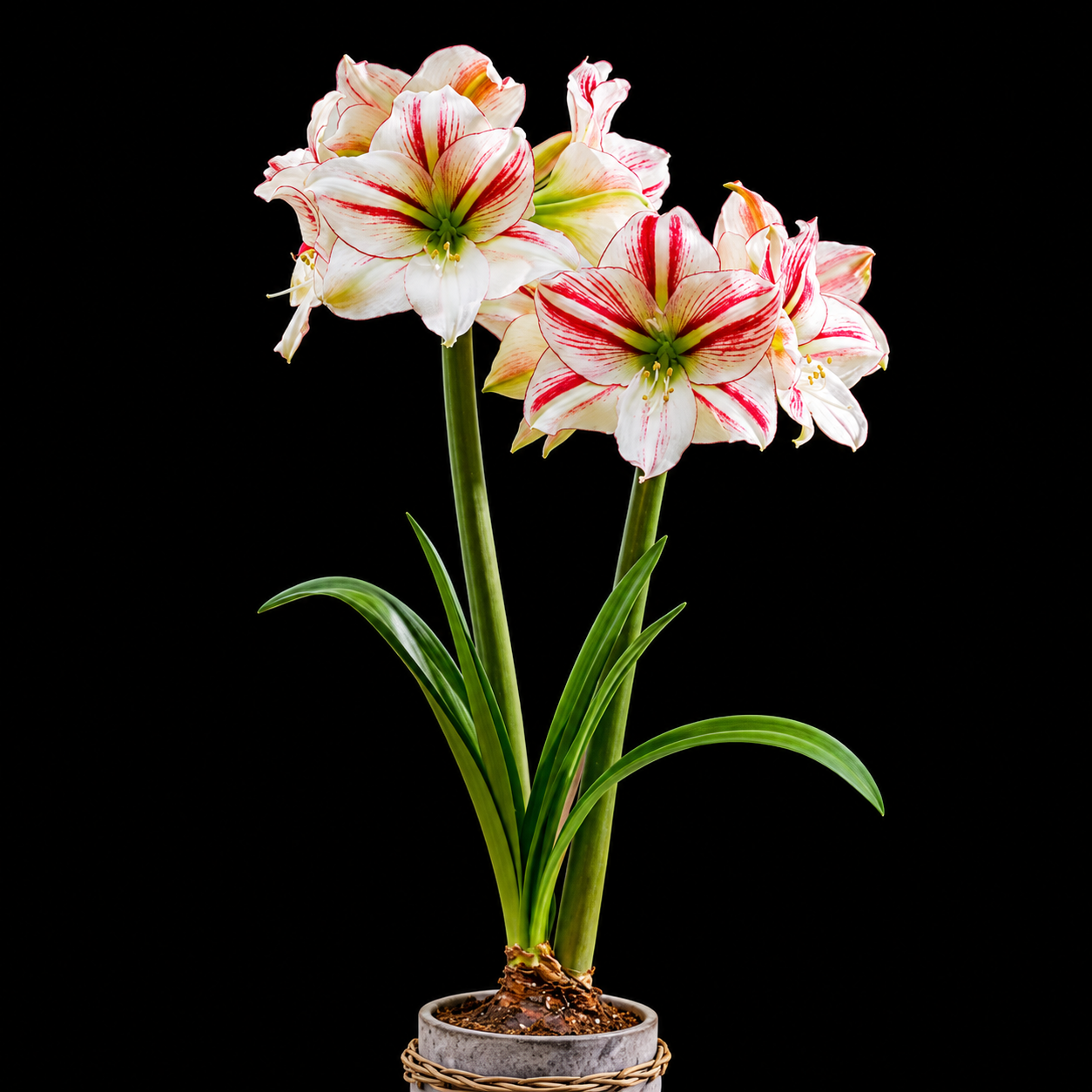 Hippeastrum ‘Smoothie’