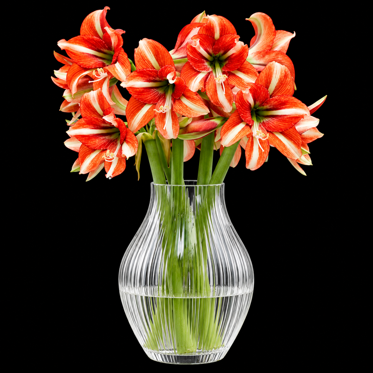 Hippeastrum ‘Sphinx’