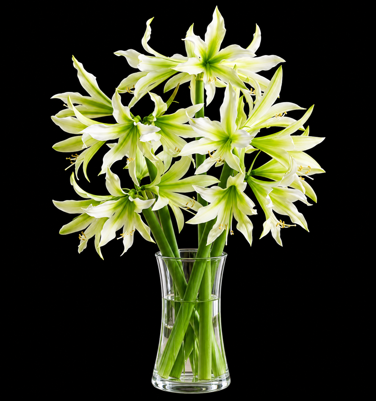 Hippeastrum ‘White Nile’