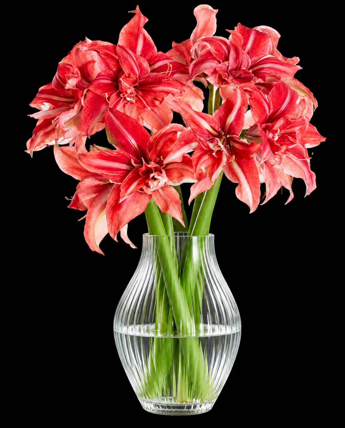 Hippeastrum ‘Wild Romance’
