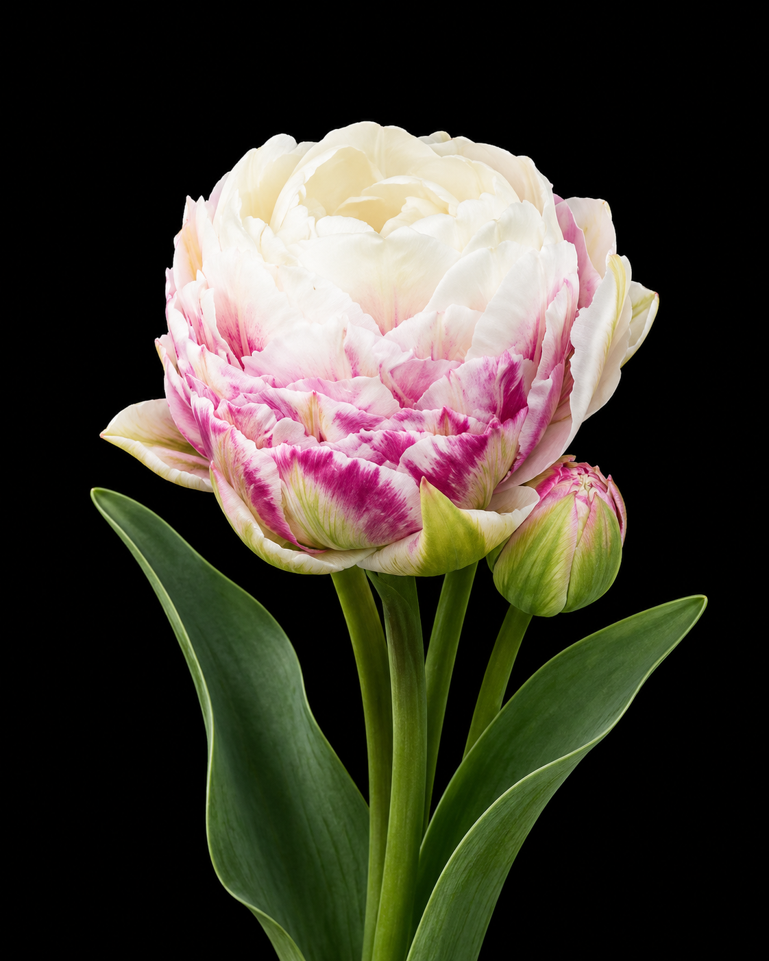 Double Surprise — ​Peonijveida speciālas tulpju sīpols